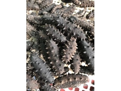 长岛老许野生海珍品有限公司图3