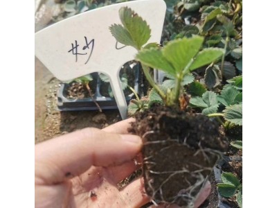 品质草莓苗生产基地草莓苗成活率高-山东广进农业科技有限公司图3