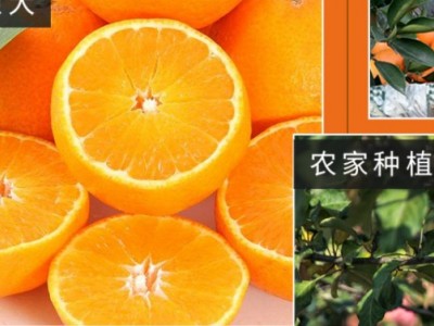 上首发酵果汁-泰州市施恩食品有限公司图3