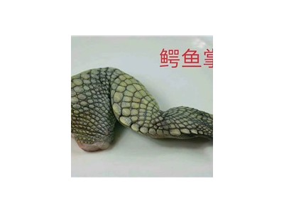 鳄鱼肉-泊头市遨海庄园鳄鱼养殖场图3