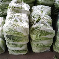 白菜、有机蔬菜-山东恩波物流公司