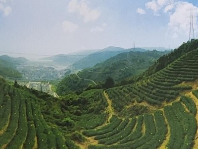 畲依茗白茶-福建畲依茗白茶有限公司图2