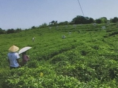 畲依茗白茶-福建畲依茗白茶有限公司图3